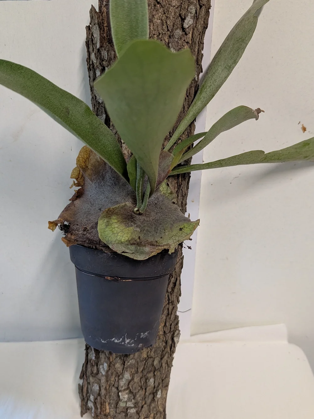 Green Mounted Staghorn Fern Plant On Natural Bark Accessory